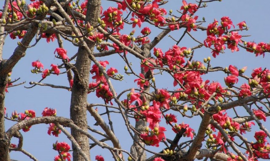 Cây gạo (Bài đọc hiểu tiếng Việt lớp 3 - đề số 13) 